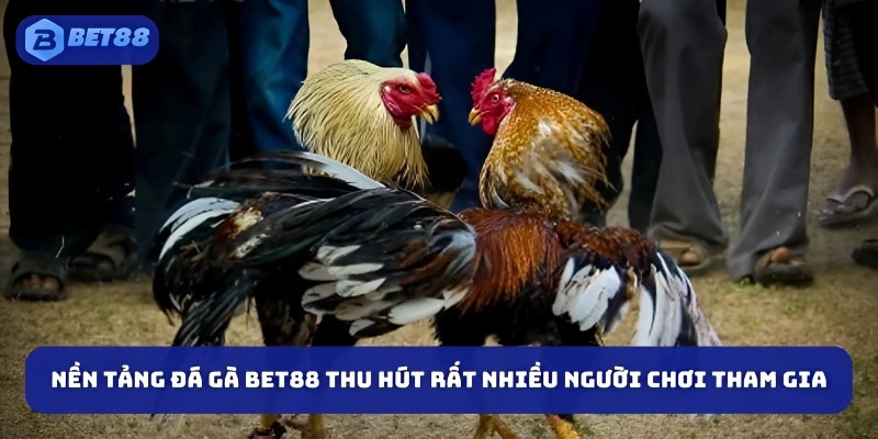 Nền tảng đá gà BET88 thu hút rất nhiều người chơi tham gia